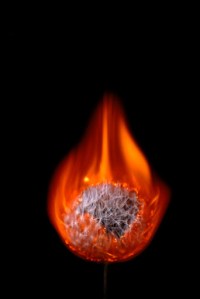 Burning Dandelion1